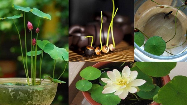 Nơi trồng hoa sen mini cần đảm bảo độ thoáng mát