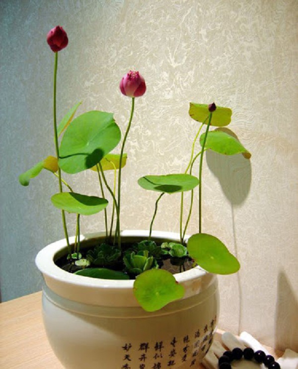 Sen mini là một trong những loại cây cảnh đẹp được yêu thích