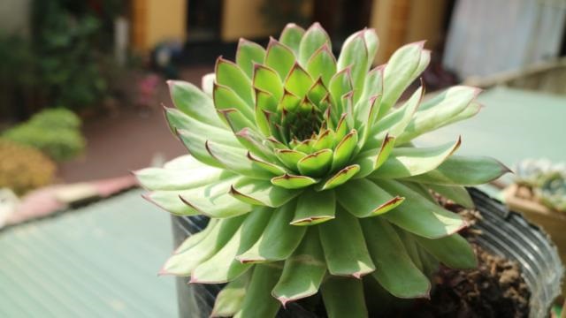 Hướng Dẫn Cách Trồng Sen Quan Âm Tỷ Lệ Sống Cao