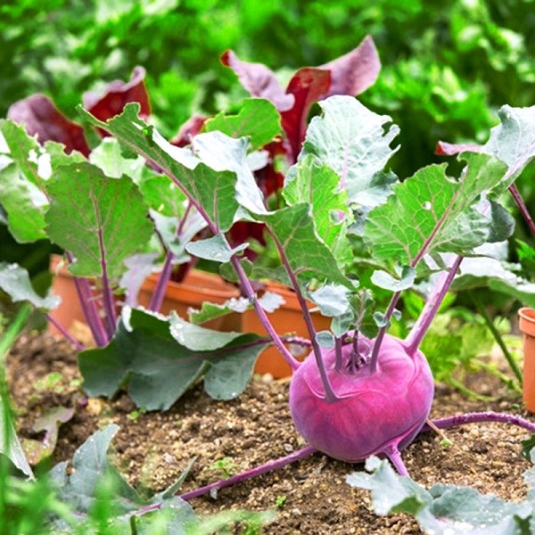 Cách Trồng Su Hào Cho Củ Lớn Đều Nhau