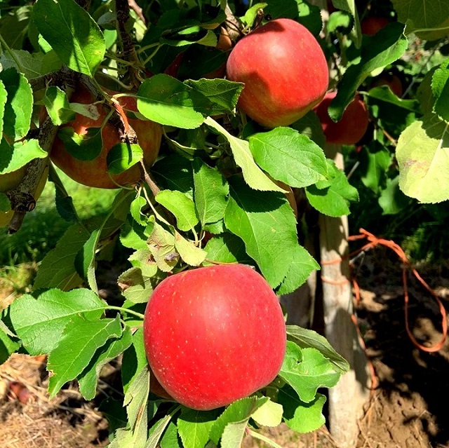 Cách Trồng Táo Envy Từ Hạt Có Tỷ Lệ Nảy Mầm Cao