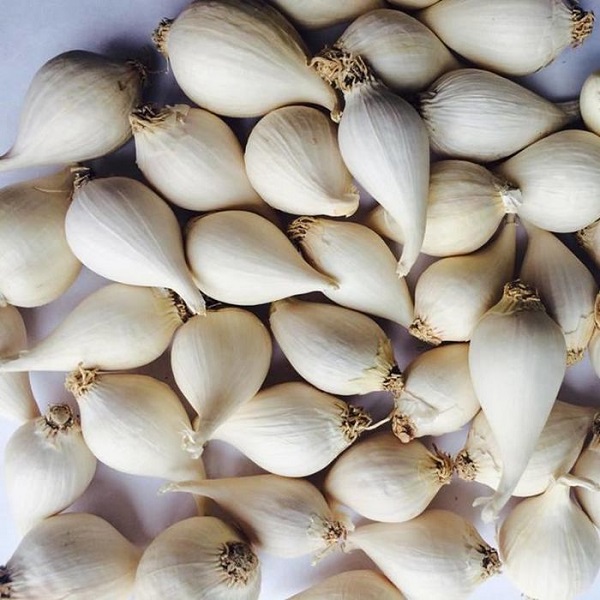 Sử dụng các loại thuốc khác nhau để trị bệnh khác nhau