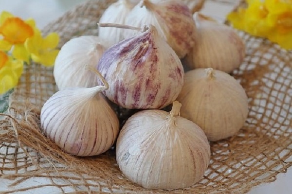 Cách Trồng Tỏi Cô Đơn Đạt Năng Suất Cao