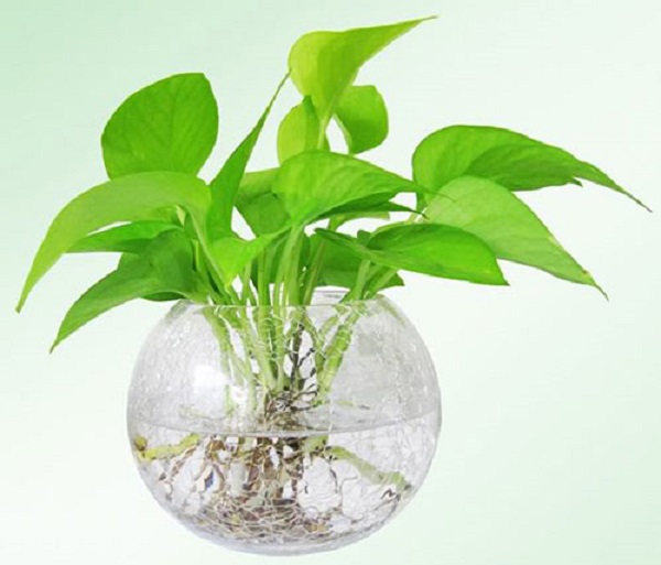 Cây trầu bà là biểu tượng cho sự nỗ lực vươn lên không ngừng trong cuộc sống