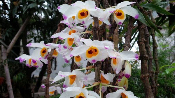 Cây u lồi là loại cây ưa sinh trưởng trong điều kiện môi trường có cường độ ánh sáng cao