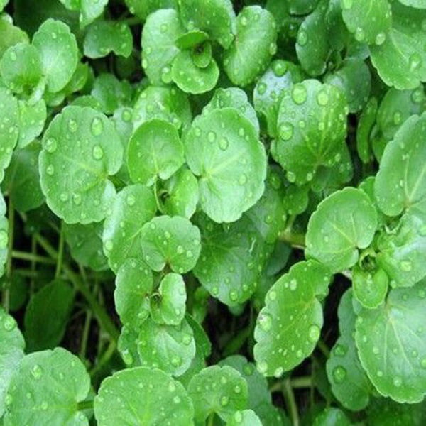 Cách Trồng Xà Lách Xoong Cho Năng Suất Cao