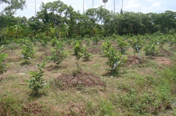 Dùng rơm rác mục hoặc cỏ khô để cách gốc 20cm ngăn côn trùng phá hoại gốc cây