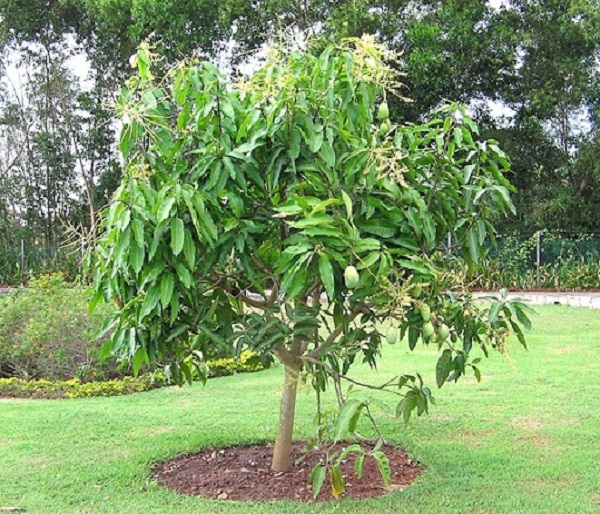 Sau khi thu hoạch thì bạn nên cắt tỉa cành già và tiếp tục chăm sóc