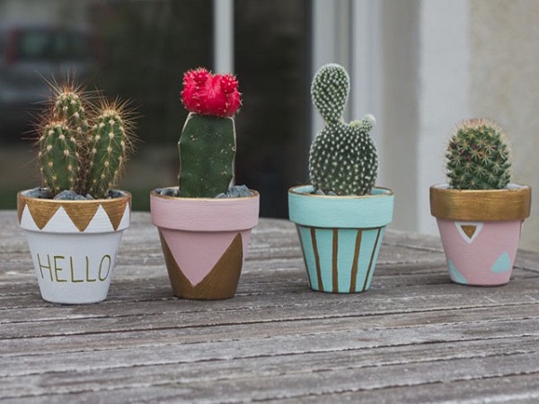 Bạn có thể trồng xương rồng từ cây có sẵn nếu bạn chưa có nhiều kinh nghiệm trong việc trồng xương rồng