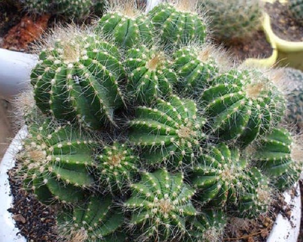 Để cây xương rồng ra hoa và phát triển bạn cần chăm sóc tốt cho nó