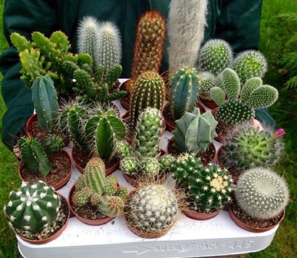 Lá cây xương rồng tiêu biến trở thành gai nhọn bao quanh cây, thân cây mọng nước