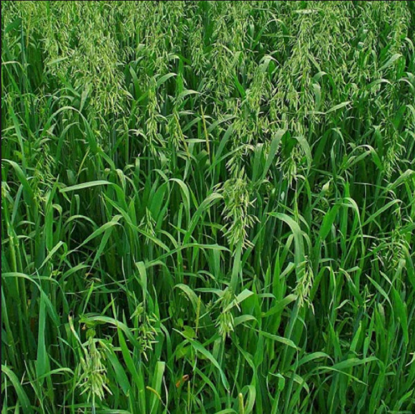 Đất trồng yến mạch cần đảm bảo độ tơi xốp, giàu dinh dưỡng