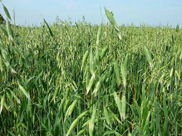 Cây yến mạch thích hợp trồng ở các nước ôn đới