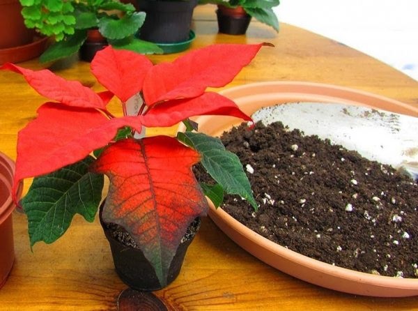 Cách Ươm Trồng Cây Trạng Nguyên Đơn Giản Nhất