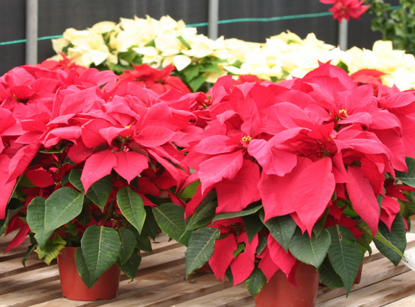 Cây hoa trạng nguyên nên trồng ở nơi thoáng mát, không có nắng quá gắt