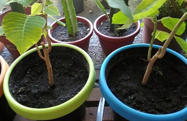 Đặc điểm nổi bật của cây Trạng Nguyên là lá bắc thường có màu đỏ rực rỡ