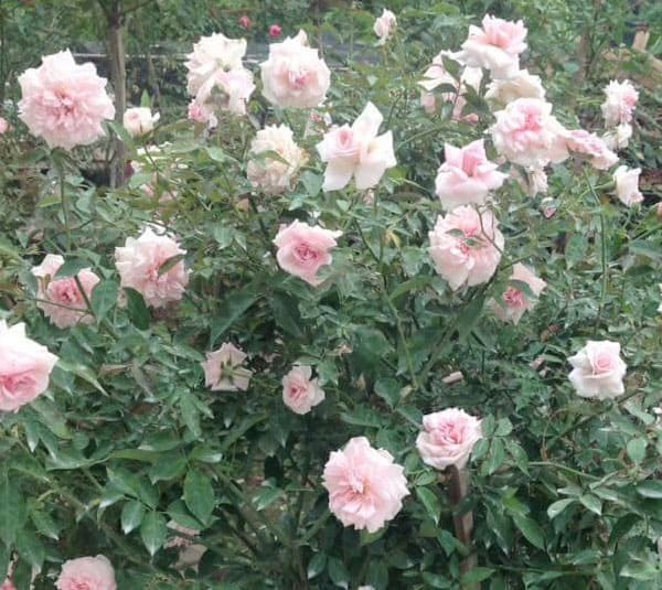 Tránh ngập úng nước cho hoa hồng vẫn luôn được ưu tiên hàng đầu