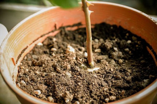 Chọn Đất Trồng Hoa Hồng Và Kĩ Thuật Trồng Sao Cho Phù Hợp