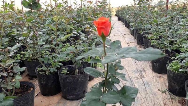 Cần chú ý đến hoa hồng vào trời mưa hơn để tránh tình trạng ngập úng