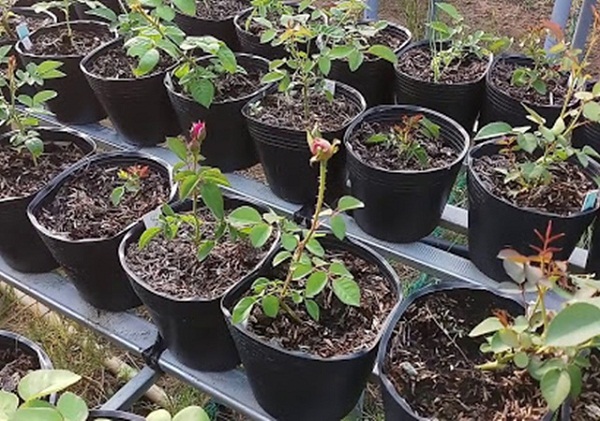 Chuẩn bị đất trồng hoa hồng đơn giản nhất