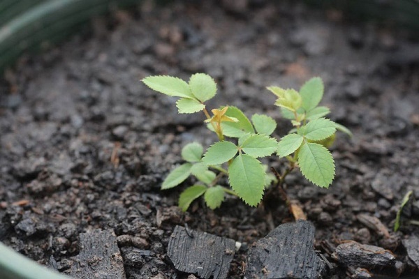 Đất Để Trồng Hoa Hồng Giàu Dinh Dưỡng Nhất