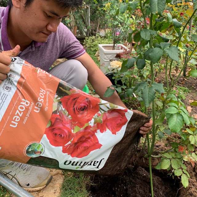 Hoa hồng trồng dưới đất có sử dụng đất Hà Lan Jardino 70L