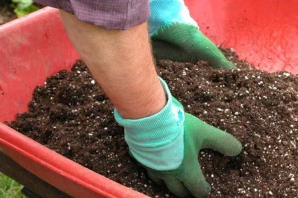 Đất Trồng Hoa Hồng Là Đất Gì? Cách Chọn Đất Trồng Hoa Hồng