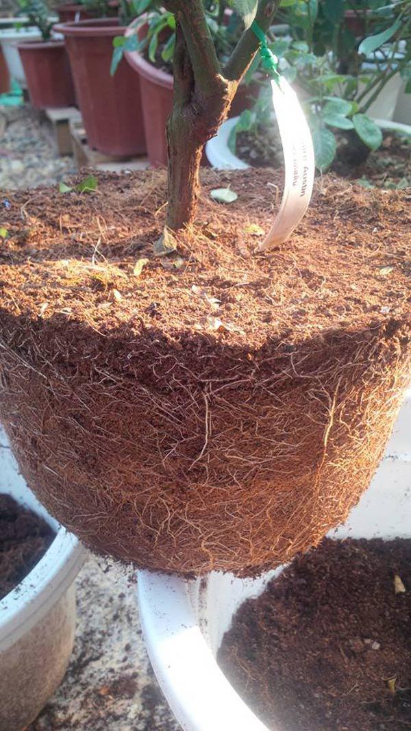 Đất Trồng Hoa Hồng Leo Và Cách Trồng