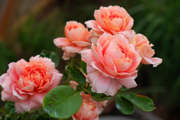 Giữ độ ẩm cho đất để hoa hồng luôn tươi