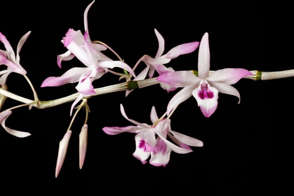 Cách Trồng Ý Ngọc Và Chăm Sóc Đúng Kỹ Thuật