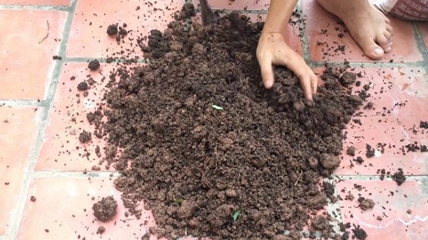 Hướng Dẫn Làm Đất Trồng Hoa Hồng Dinh Dưỡng