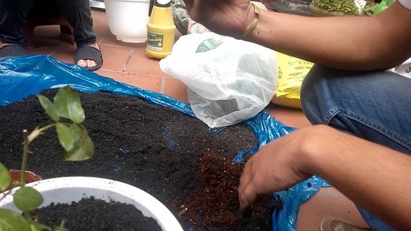 Cần chuẩn bị đầy đủ các nguyên liệu cần thiết để trộn cùng đất