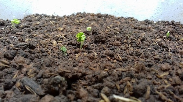 Hướng Dẫn Trộn Đất Trồng Hoa Hồng