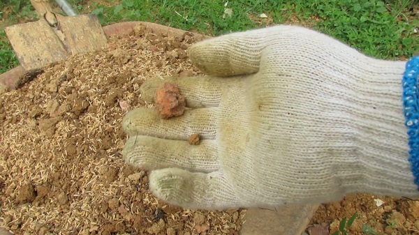 Kỹ Thuật Làm Đất Trồng Hoa Hồng Đơn Giản Hóa Các Bước