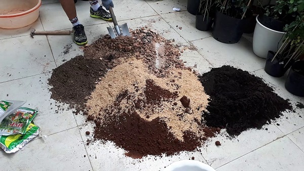 Giá thể đất trồng hoa hồng cần được trộn thật đều