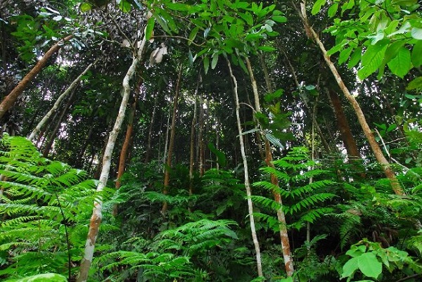 Cách Trồng Quế Cây Lớn Nhanh – Khỏe Mạnh