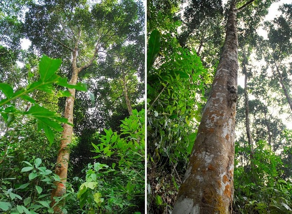 Cây quế cháy nên khi trồng sát nhau cần chú ý đến việc phòng chống cháy rừng