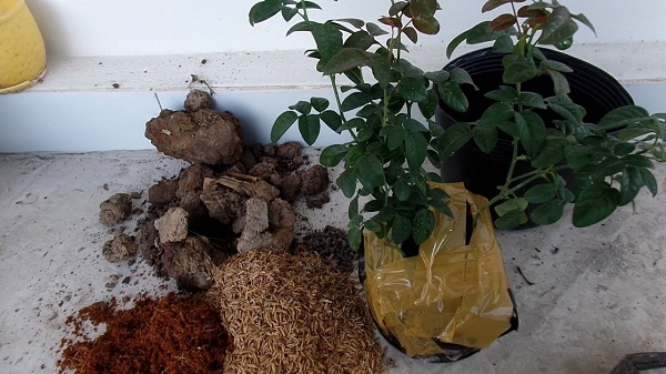 Thay đất 1 2 lần trong một năm sẽ giúp cây phát triển tốt hơn