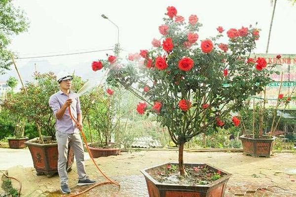 Trồng Hoa Hồng Bằng Đất Gì  Tốt Nhất