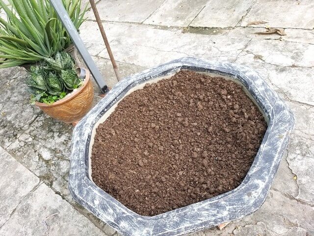 Trồng hoa hồng leo trong chậu cần đất giàu dinh dưỡng