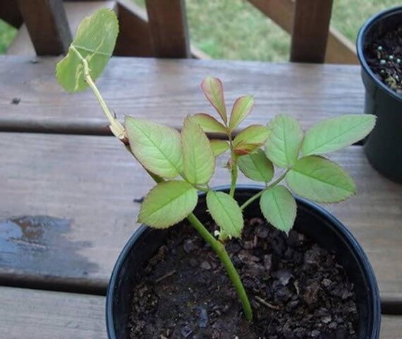 Giới thiệu cách làm đất trồng hoa hồng trong chậu đơn giản, hiệu quả