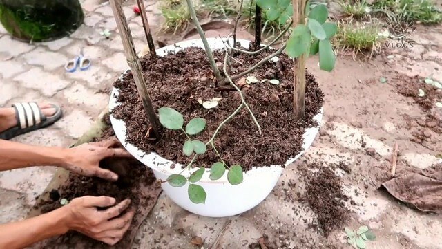 Lựa chọn đất để trồng cây hoa hồng như thế nào?