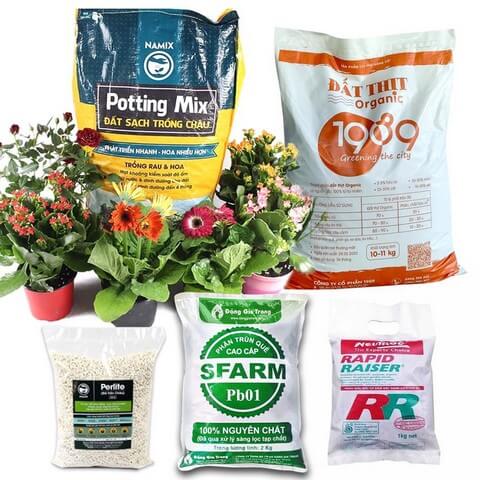 Chọn đất thích hợp trồng hoa hồng cho người mới