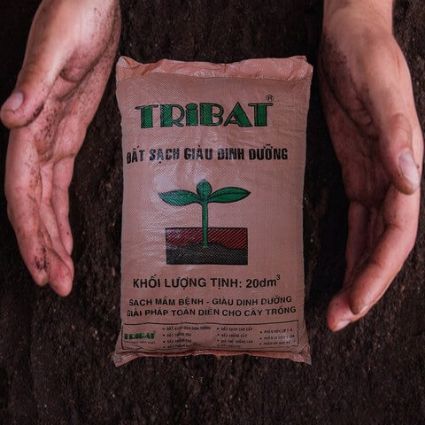 Đất Tribat trồng hoa hồng được không?