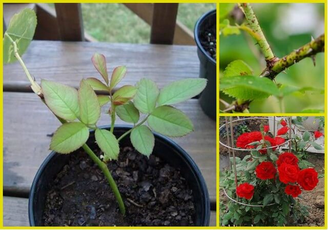 Đất Tribat trồng hoa hồng được không?