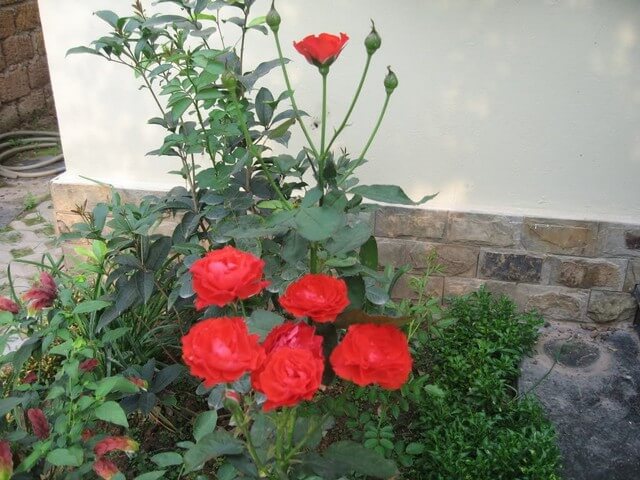 Làm đất trồng hoa hồng lửa khó hay dễ?