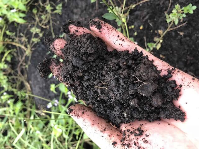 Hoa hồng lửa phát triển rất nhanh khi trồng trên đất giàu mùn