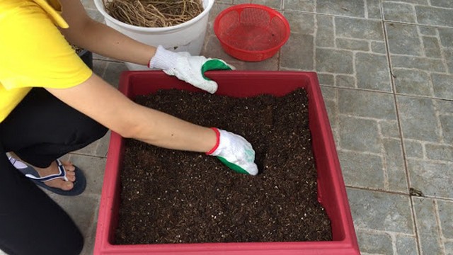 Phối trộn đất cùng nguyên liệu hữu cơ để có môi trường đất trồng hồng lửa tốt nhất