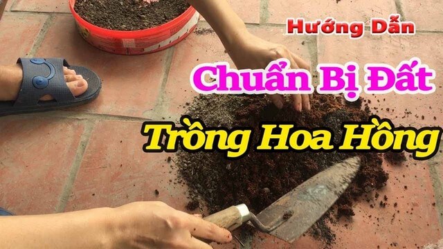 Chia sẻ bí quyết làm đất trồng hoa hồng siêu chất lượng