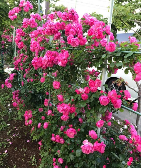 Trồng hoa hồng leo bằng đất gì cây mới leo nhanh và ra sai hoa?